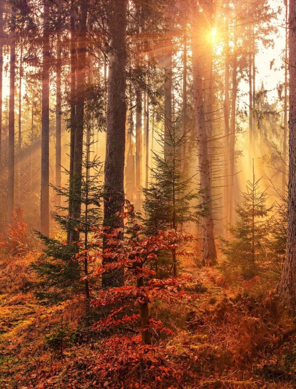 Das Bild zeigt einen herbstlichen Wald mit einer abendlichen Stimmung.